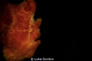 Perfect mimicry by Luke Gordon 